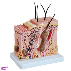 بازی آموزشی طرح مولاژ قطعه پوست مدل CR-313-2