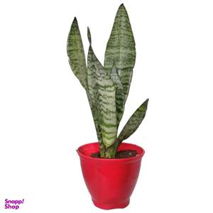 گیاه طبیعی سانسوریا کرواتی کد sp01