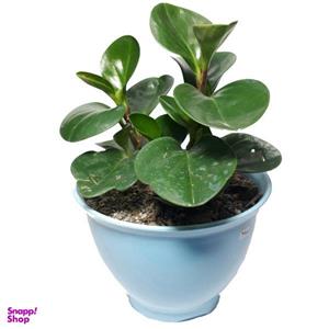 گیاه طبیعی قاشقی کد AS - 0 3