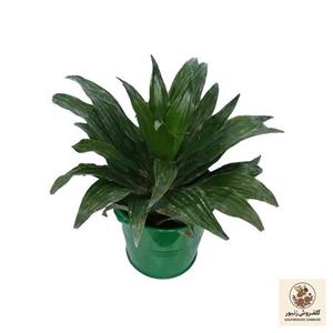 گیاه طبیعی دراسنا کامپکت کد zf04