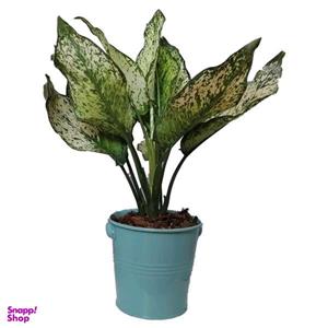 گیاه طبیعی آگلونما سفید کد ff03