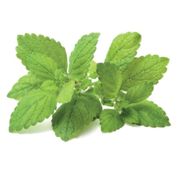 عرق بادرنجبویه عصاره طلایی ابریشم