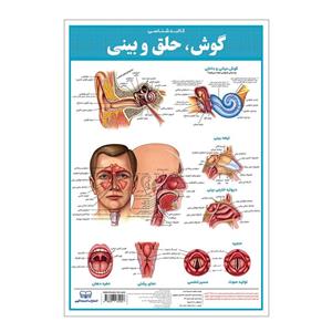 پوستر آموزشی انتشارات اندیشه کهن مدل کالبدشناسی گوش، حلق و بینی کد 35-50-3