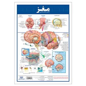 پوستر آموزشی انتشارات اندیشه کهن مدل کالبدشناسی مغز کد 35-50-2