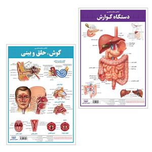 پوستر آموزشی انتشارات اندیشه کهن مدل کالبدشناسی دستگاه گوارش و گوش، حلق و بینی مجموعه 2 عددی