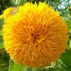 بذر گل آفتابگردان زینتی پرپر پا متوسط SUN FLOWER 