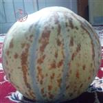 بذر خربزه تیل آتشی -melon