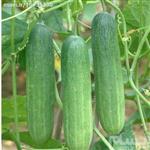 بذر خیار رویال cucumber