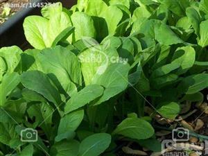 بذر شاهی برگ پهن-garden cress 