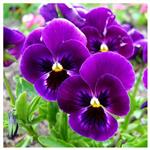 بذر گل بنفشه گل درشت زرد خال دار Violet