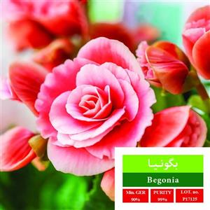 بذر گل بگونیا بذر طلایی رویان کد BZT-159