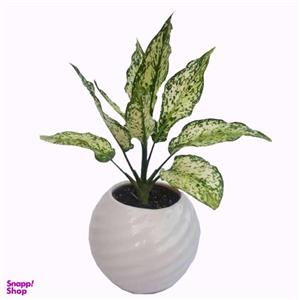 گیاه طبیعی آگلونما کد a01