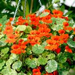 بذر گل لادن پا کوتاه نارنجی Garden nasturtium, Indian cress