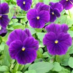 بذر گل بنفشه گل بنفش قرمز دار Violet