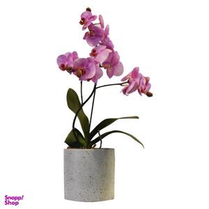 گیاه طبیعی ارکیده کد P.A.040