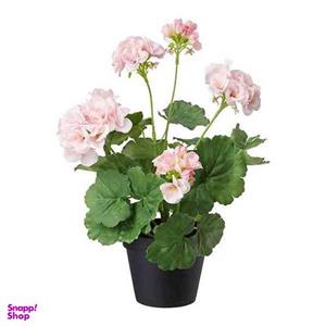 گیاه طبیعی شمعدانی کد shamd02