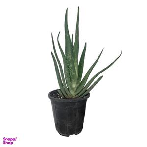 گیاه طبیعی آلوئه ورا کد G10