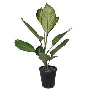 گل طبیعی دیفن کاملیا کد 108