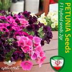 بذر گل اطلسی درشت الوان Purple Calibrachoa 