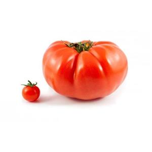 بذر گوجه فرنگی 500 گرمی Tomato 