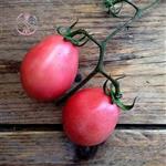 بذر گوجه فرنگی تخم مرغی -tomato
