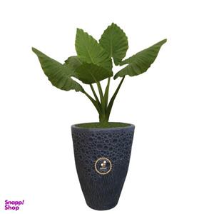 گیاه طبیعی بابا آدم گلباران سبز گیلان مدل GN1-FANM5