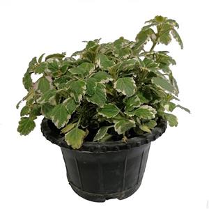 گیاه طبیعی شمعدانی عطری مدل 5161316