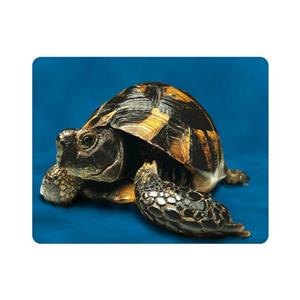 ماوس پد اطلس آبی طرح لاک پشت مدل T2198