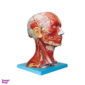 بازی آموزشی طرح مولاژ عضلات سر و گردن مدل ASM49