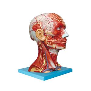 بازی آموزشی طرح مولاژ عضلات سر و گردن مدل ASM49
