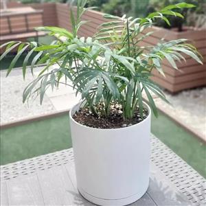 گیاه طبیعی شامادورا کد P.A.013