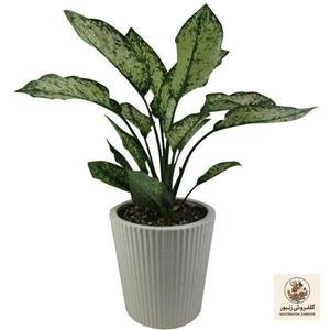 گیاه طبیعی آگلونما کد AB - M01