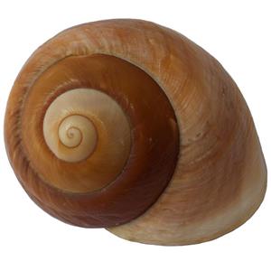صدف تزیینی مدل حلزونی RS525