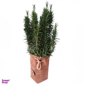 گیاه طبیعی رزماری مدل C-34