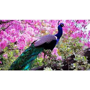 تابلو شاسی طرح پرنده طاووس و گل مدل T8091