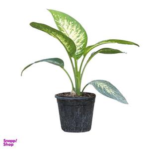 گیاه طبیعی دیفن باخیا کد 01