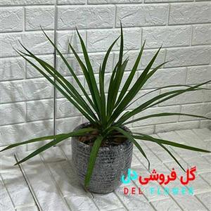 دراسنا پرچمی سبز کد907