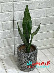 سانسوریا کرواتی سبز کد915