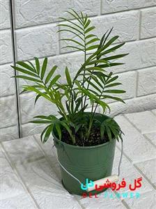 نخل شامادورا کد913