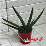 سانسوریا بونسل کد916