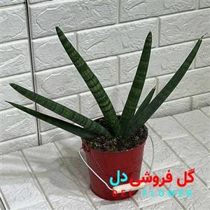 سانسوریا بونسل کد916