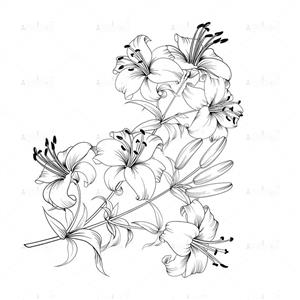 وکتور خطی سیاه سفید گل 10654