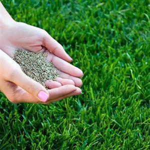 بذر چمن اسپرت هلندی 100 گرمی