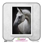 تابلو پوستر اسب سفید White Horse کد 228