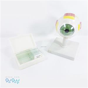 مولاژ آناتومی چشم انسان