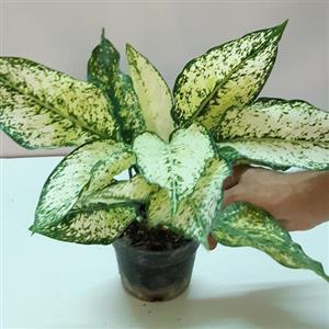 گیاه آگلونما برفی کد 12