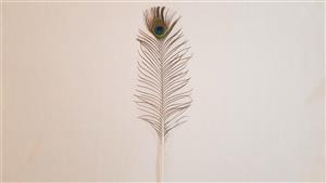 قلم روحانی پر طاووس اصل