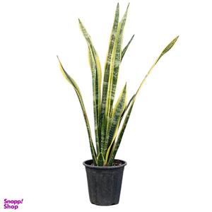 گیاه طبیعی سانسوریا ابلق مدل 01