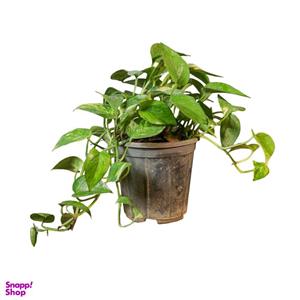 گیاه طبیعی پتوس ابلق مدل 01