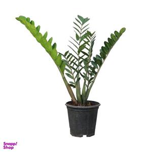 گیاه طبیعی زامیفولیا مدل 03